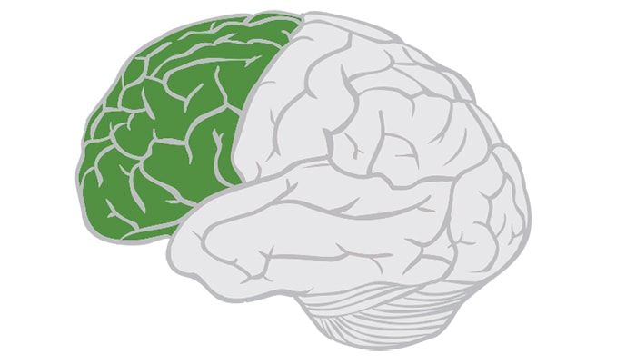 Frontal Lobe Function Location And Structure